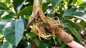 Air-Layering vs. Grafting: Best Propagation Methods for Longan Trees
