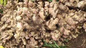 When to Harvest Ginger