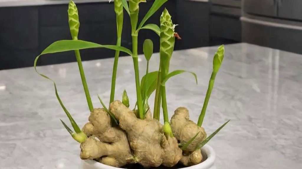 Discover the Feng Shui meaning of ginger: balance Yin-Yang, dispel negative energy, attract wealth, and learn simple ways to bring prosperity home.