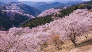 A beautiful cherry blossom forest in Japan, filled with soft pink flowers.
