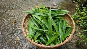 Harvest Pandan Leaves