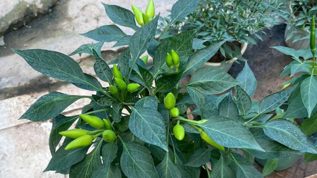 Tips for Growing Healthy Chili