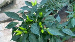 Tips for Growing Healthy Chili