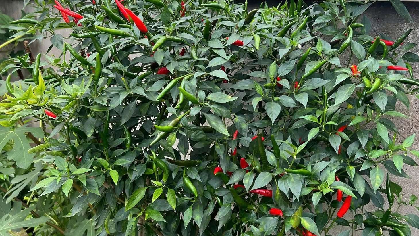 Tips for Growing Healthy Chili 