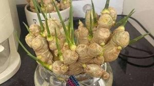 The Meaning of Ginger in Feng Shui