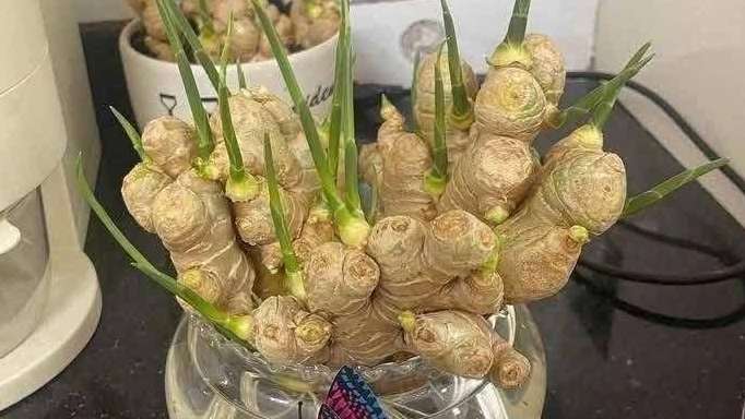 The Meaning of Ginger in Feng Shui